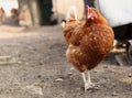 Domestic hen, gallus gallus domesticus, stands and look at me and ask WhatÃÂ´s up bro? Brown chicken walking in her lands. Fowl Royalty Free Stock Photo