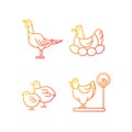 Domestic hens gradient linear vector icons set Royalty Free Stock Photo