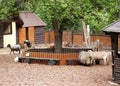 The domestic hoofed animals shelter in a zoo