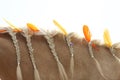 Domestic horse braided mane decorated with feather on the neck Royalty Free Stock Photo