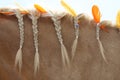 Domestic horse braided mane decorated with feather on the neck Royalty Free Stock Photo