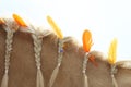 Domestic horse braided mane decorated with feather on the neck Royalty Free Stock Photo