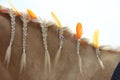 Domestic horse braided mane decorated with feather on the neck Royalty Free Stock Photo