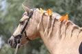 Domestic horse braided mane decorated with feather on the neck Royalty Free Stock Photo