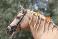 Domestic horse braided mane decorated with feather on the neck Royalty Free Stock Photo
