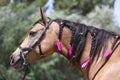 Domestic horse braided mane decorated with feather on the neck Royalty Free Stock Photo