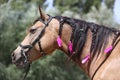 Domestic horse braided mane decorated with feather on the neck Royalty Free Stock Photo