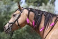 Domestic horse braided mane decorated with feather on the neck Royalty Free Stock Photo