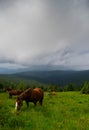 Pasture with horses Royalty Free Stock Photo