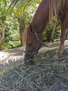 Domestic horse eats hay on a sunny day