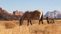 Domestic horse grazing in winter brown field Royalty Free Stock Photo