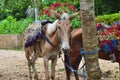 A domestic horse with a saddle covered with a multicolored cape, on a leash at a palm tree, against a background of a tropical for