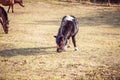 Domestic Horses - Beautiful pony grazing in a meadow and eating