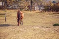 Domestic Horses - Beautiful Horse grazing in a meadow and eating