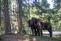 Domestic horses from farm at country side having rest after pulling freshly cut logs and timber from forest to local timber factor