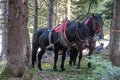 Domestic horses from farm at country side having rest after pulling freshly cut logs and timber from forest to local timber factor