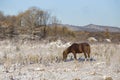 Domestic horses graze in a snowy field near an authentic village Royalty Free Stock Photo