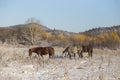 Domestic horses graze in a snowy field near an authentic village Royalty Free Stock Photo