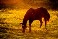 Domestic horses on pasture at sunset . Royalty Free Stock Photo