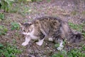 Domestic house cat holding small mouse in mouth