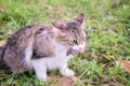 Domestic house cat holding small mouse in mouth