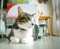 Domestic House cat sit smile comfortable on the floor.