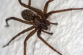 Domestic house spider with long legs