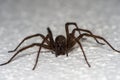 Domestic house spider on the wall