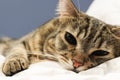 Domestic household Tabby cat sleeping on the bed