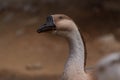 Domestic Indian goose Royalty Free Stock Photo