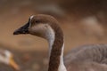 Domestic Indian goose Royalty Free Stock Photo
