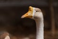 Domestic Indian goose Royalty Free Stock Photo