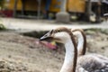 Domestic Indian goose relaxing in the poultry farm Royalty Free Stock Photo