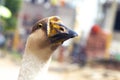 Domestic Indian goose relaxing in the poultry farm Royalty Free Stock Photo