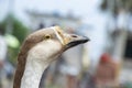 Domestic Indian goose relaxing in the poultry farm