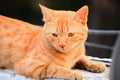 Domestic Indian striped kitten