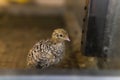 Domestic quail baby chicken kept in a cage in a hen house, close up