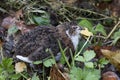 Domestic japanese quail