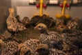 Domestic quail baby chickens are kept in a brooder in a hen house, close-up