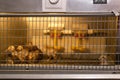 Domestic quail baby chickens are kept in a brooder in a hen house, focus on brooder grid