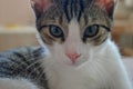 Domestic kitten with greenish eyes.