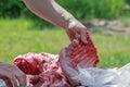 Domestic lamb carcass butchered into smaller cuts Royalty Free Stock Photo