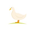 Domestic layer duck. White pekin duck on white background. Poultry farm birds