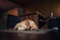 Cute dog sleeping on carpet at home