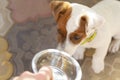 Domestic life with dog. Hungry dog with sad eyes is waiting for feeding .Jack Russell Terrier Dog Puppy. Royalty Free Stock Photo