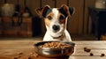 Domestic life with pet. Feeding hungry dog. The owner gives his dog a bowl of granules. Royalty Free Stock Photo