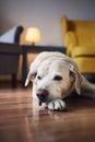 Bored labrador retriver lying down against chairs Royalty Free Stock Photo