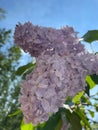 A Domestic Lilac Tree Flower Cluster Blooming in the Warm Alaskan Sun Royalty Free Stock Photo