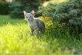 Domestic little light brown cat walking on grass