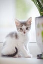 The domestic spotty kitten sits at a window.